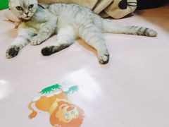 -李小姐の猫咖啡馆(五角场店)