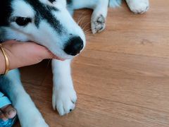 -Husky Go! 哈士奇体验馆·宠物咖啡厅狗咖