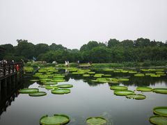 -荷塘月色湿地公园·向阳花洲