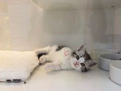 -小猫来了·猫舍(红山六九七九店)