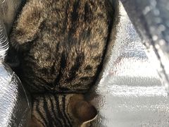 -瑞鹏宠物医院·爱宠堂·骨外专科(西荷分院)