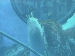 -海合安武汉极地海洋公园