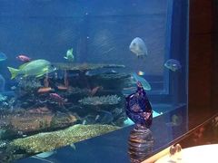 -迪拜帆船酒店海底餐厅