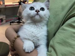 -lincat·猫舍(广州店)