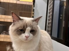 -有喵·猫咖·狗咖·30几只猫10只小狗(岗厦店)