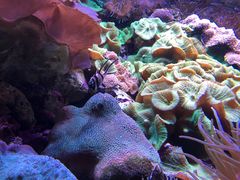 -悉尼海洋生物水族馆