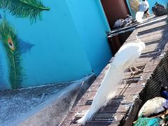 -横道河子东北虎林园
