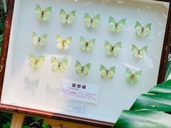-上海大自然野生昆虫馆(东方明珠·爬宠昆虫探索中心)