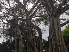 -瑞丽独树成林风景区