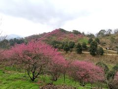 -新建村梅花