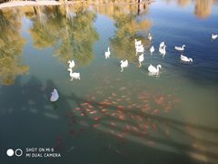 -金塔沙漠胡杨林景区
