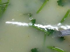 -八仔大富楼·河鲜(西江店)