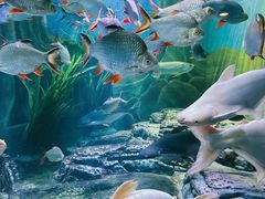 -上海海洋水族馆