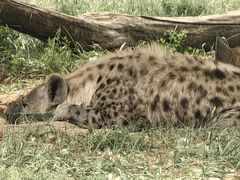 -鄂尔多斯野生动物园