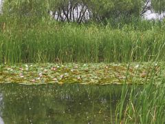 -苏州太湖湖滨国家湿地公园