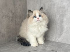 -小猫来了·猫舍(红山六九七九店)