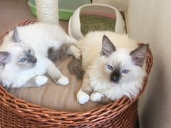 -西安老王家(振兴西路店)