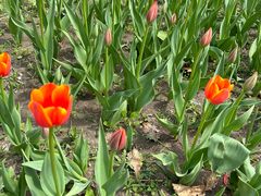 -长春公园(普阳街道)