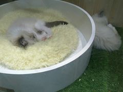 -藏猫猫咖啡主题馆(中央大道店)