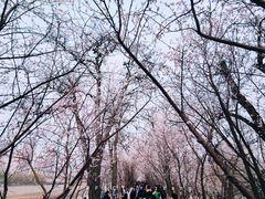 -桃花堤公园