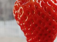 -大自然农场蔬菜草莓采摘园