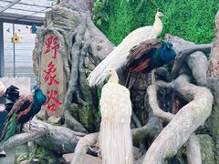 -野象谷景区