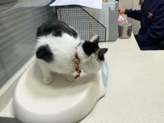 -顺强宠物诊所·狂犬免疫·夜诊·骨科(嘉定店)