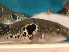 -天正河鲀·河豚亭(大连店)