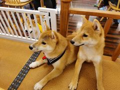 -豆柴町-柴犬主题狗咖(红鼎国际C座店)