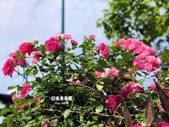 -万商花鸟市场