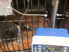 -宠爱国际动物医院· 猫科· 外科·中兽医(长白店)