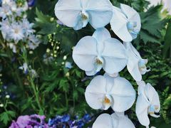 -深圳市中科院仙湖植物园