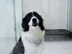 -北京京卫宠物寄养训练中心