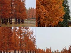 -白鹭湾湿地公园