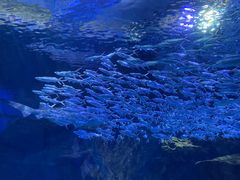 -海合安武汉极地海洋公园