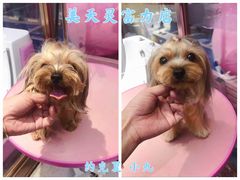-FAELING PETS美天灵宠物(富力广场店)