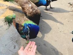-西双版纳原始森林公园