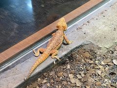 -帕帕拉兹宠物(亚洲旗舰店)