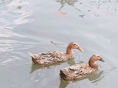 -八大山人梅湖景区