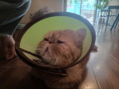 -猫友咖啡店(玉林西路店)