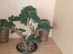 -伊豆野菜村(新荟城店)