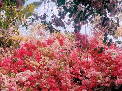 -深圳国际园林花卉博览园