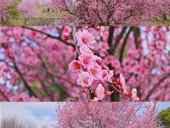 -花开海上生态园