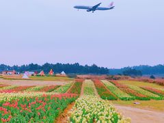 -空港花田景区