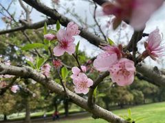 -南汇桃花村
