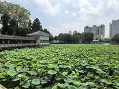 -荔湾湖公园