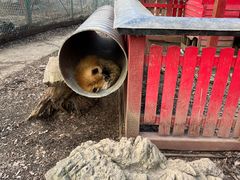 -宫城藏王狐狸村