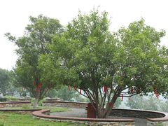 -紫云台香草园