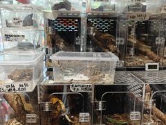 -酷以爬仙阁实体爬宠店·守宫·蜥蜴·专业繁育