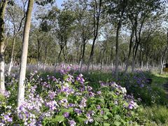 -艾溪湖湿地公园